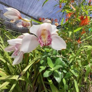 orquidea