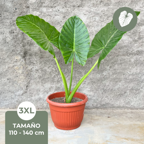 Manto de Eva ALOCASIA - 3XL