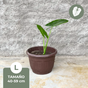 Manto de Eva ALOCASIA - L
