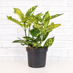 Aukuba / Aucuba japonica