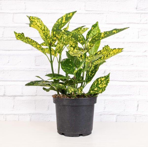 Aukuba / Aucuba japonica