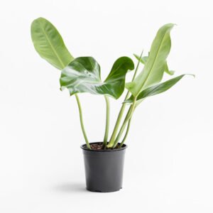 Filodendro Longifolio – 50 cm