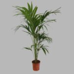 Palmera Alejandra (Archontophoenix alexandrae)