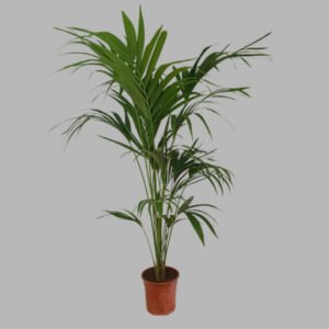 Palmera Alejandra (Archontophoenix alexandrae)