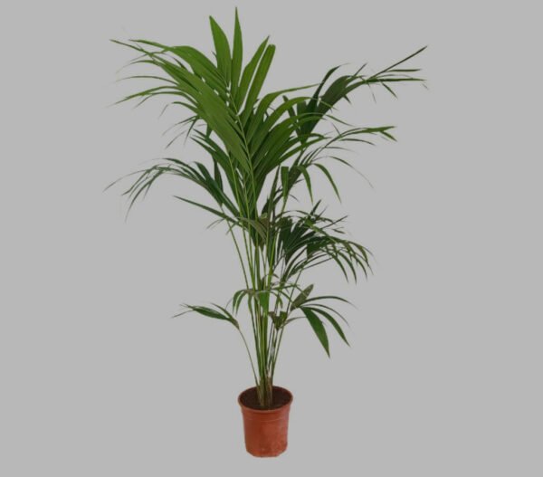 Palmera Alejandra (Archontophoenix alexandrae)