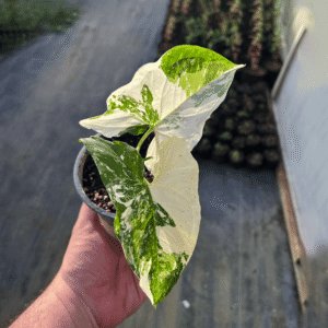 Singonio variegado