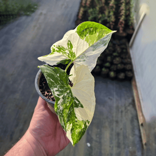 Singonio variegado