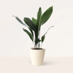 aspidistra