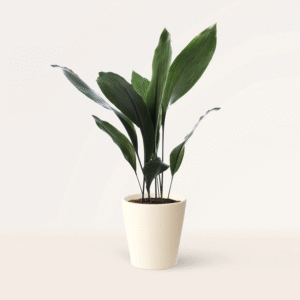 aspidistra