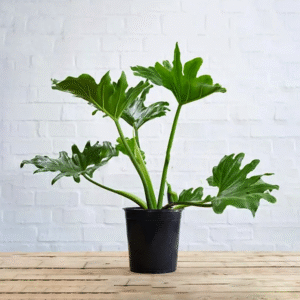 filodendro-paraguayo-40cm