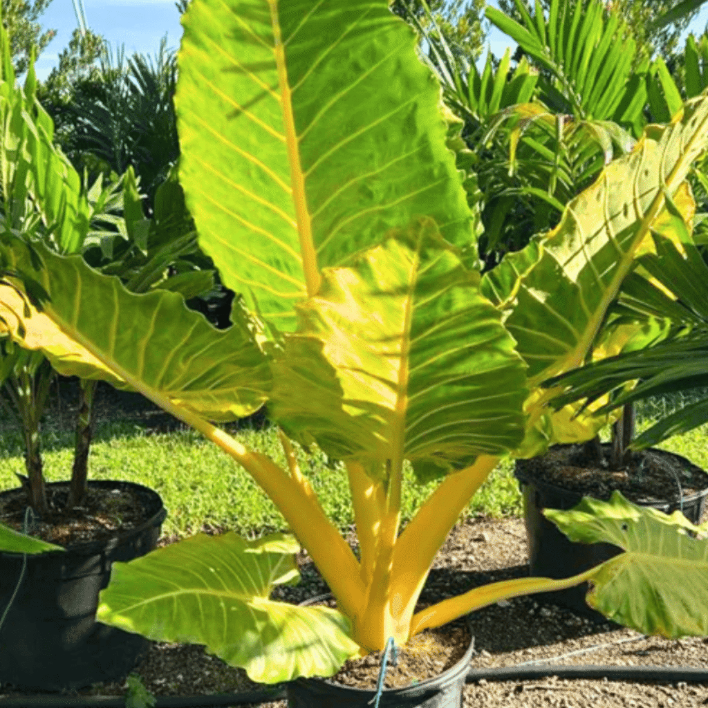 hojas amarillas en alocasia manto de eva (1)