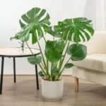 monstera deliciosa