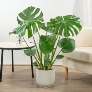 monstera deliciosa