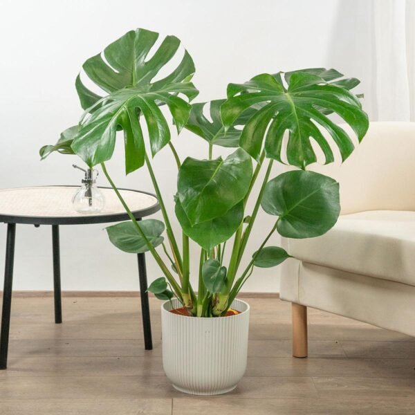 monstera deliciosa