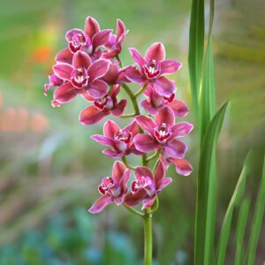 orquídea-cymbidium-flor